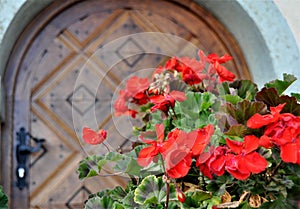 Red geranium flowers against old wooden door.