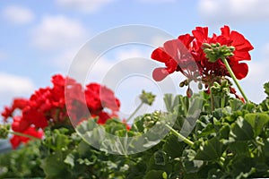 Red Geranium Flowers Blooming