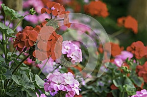 Red Geranium flowers photo