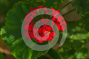 Red geranium flowers with green recognizable leaves. Contrast of red and green