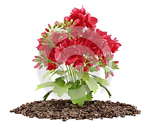 Red geranium flowers isolated on white