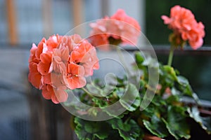 Red geranium growing in tbe pot