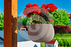 Red geranium in a hanging flower pot on the terrace