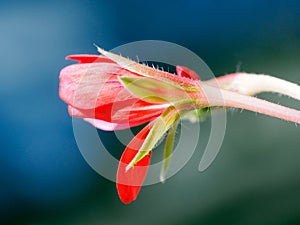 Red geranium macro flower