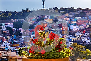 Red Geranium Many Colored Houses Guanajuato Mexico