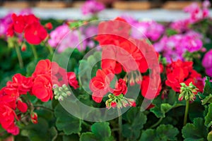 Red geranium, pelargonium background. Selective focus