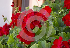 Red geranium pelargonium background. Selective focus. Spring blossom. Red pelargonium