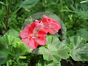 Red geranium (Pelargonium zonale)