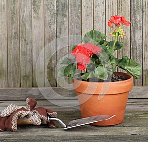 Red Geranium in a Pot