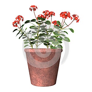 Red Geranium Pot on White