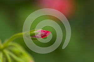 Red geranium with unopened bud.