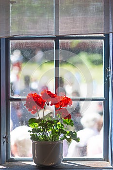 Red geranium in white pot on window ledge