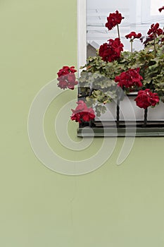 Red geranium on the windowsill of the house photo