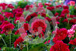 Red Geraniums