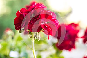 Red geraniums with clusters of unopened flowers