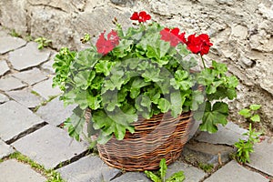 Red Geraniums Flowers, Pelargonium peltatum