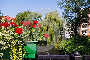 red geraniums outdoors against green city background