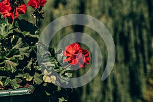 red geraniums outdoors against green city background