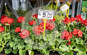 Red geraniums in a Paris, France market, with euro price sign