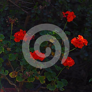 Red geraniums pelargoniums flowers in garden Kfar Glikson Israel