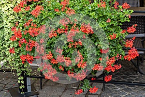 Red geraniums on the street. Flowering pelargonium in a flower bed. Summer window balcony street decor. Plant bush