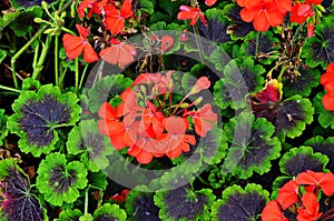 Red geraniums in a summer garden