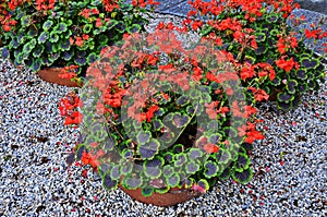 Red geraniums in a summer garden