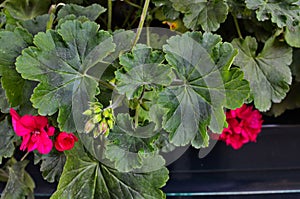 Red geraniums in a summer garden