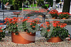 Red geraniums in a summer garden