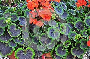 Red geraniums in a summer garden