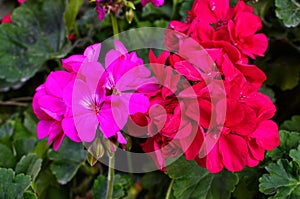 Red geraniums in a summer garden