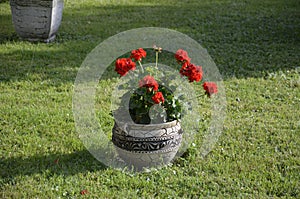 Red geraniums in a summer garden