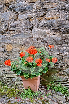 Red geranuim flower pot. Color image