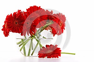 Red gerber daisies in vase