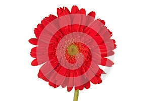 Red Gerber daisy