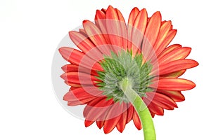 Red gerber daisy