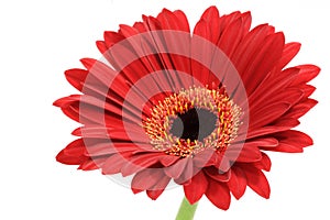 Red gerber daisy