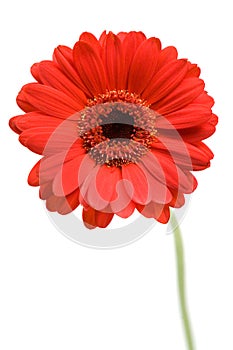 Red Gerber Daisy