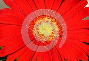 Red Gerber Daisy Close-Up