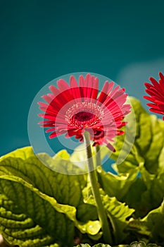 Red Gerber Daisy Flower