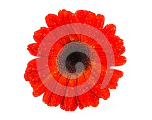 Red Gerber Daisy flower