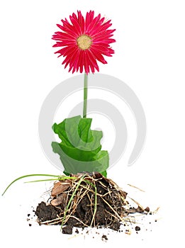 A red gerber daisy flower isolated white