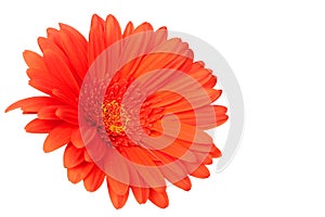Red gerber daisy on white