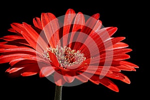 Red gerber flower