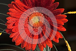 Red gerber flower