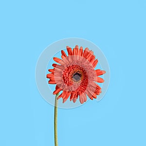 Red Gerber flower on blue background