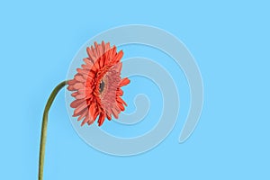 Red Gerber flower on blue background