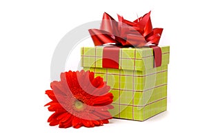 Red gerber flower and gift box