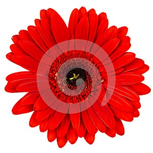 Red gerber flower isolated on white