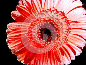 Red gerber isolated on black